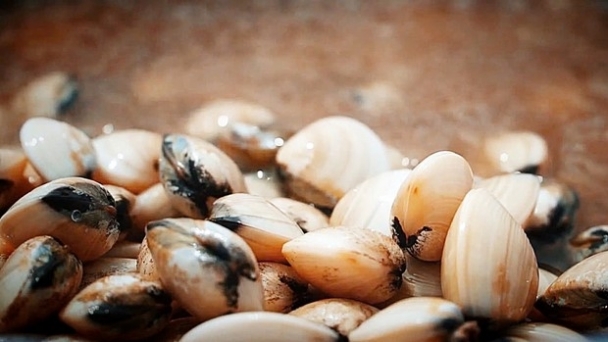 Clean clams supplied to the factory are only allowed to have 0.1% defects